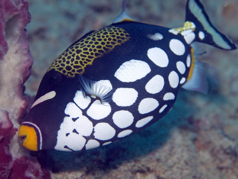 Seaventures House Reef, Picasso Trigger Fish
